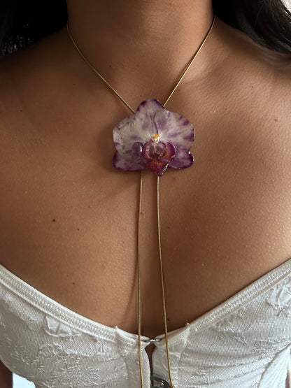 Phalaenopsis moteada