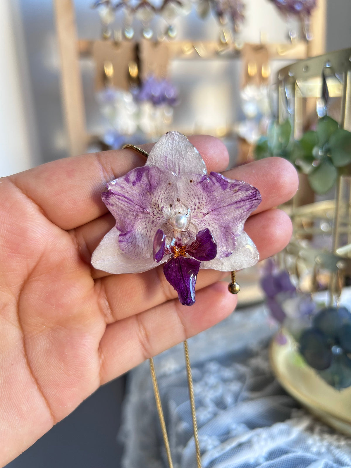 Phalaenopsis mini bicolor