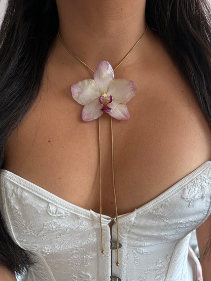 Orchid papagayo