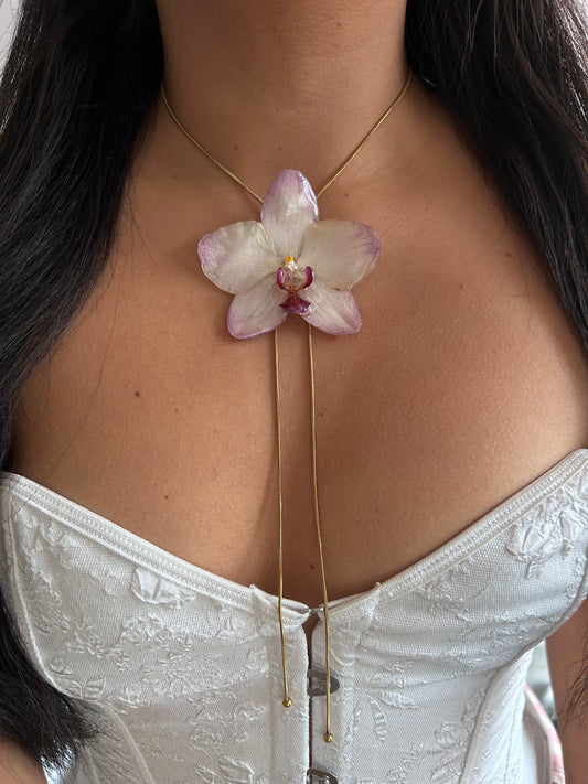 Orchid papagayo