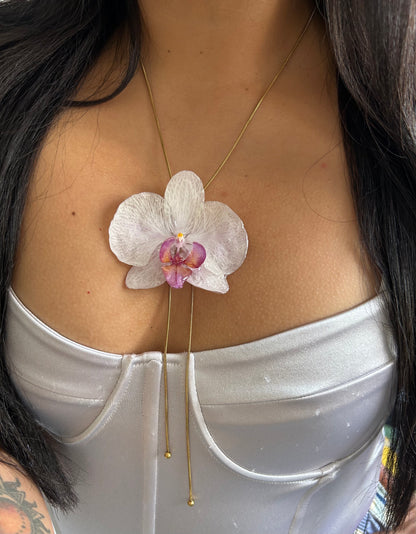 White  phalaenopsis orchid