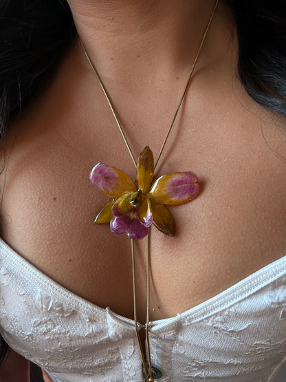 Cattleya