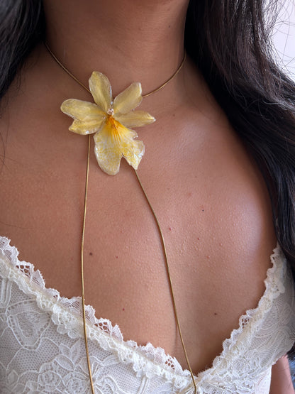 Orchid Nellys isler Yellow