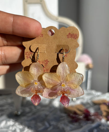 Mini phalaenopsis pastel