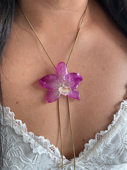 Orchid dendrobium nobile