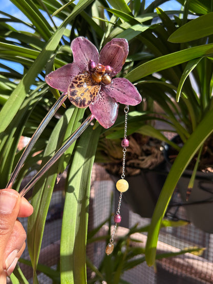 Pinza cymbidium