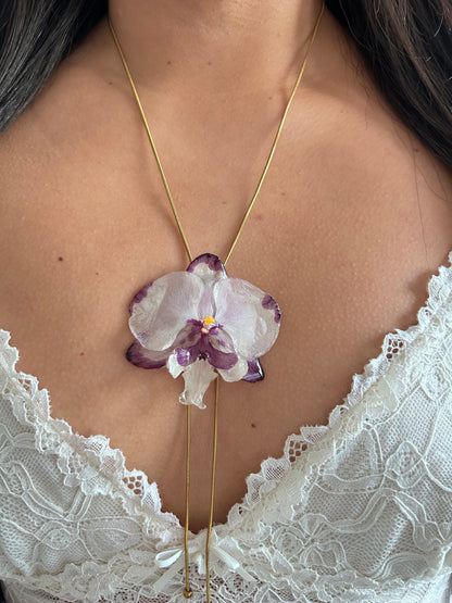 Orchid bicolor
