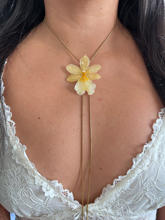 Orchid Nelly isler mini