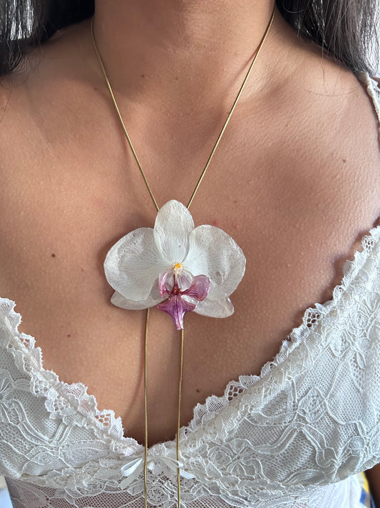 Grand Phalaenopsis white