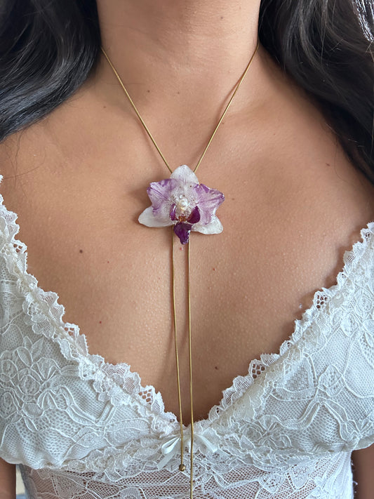 Phalaenopsis mini bicolor
