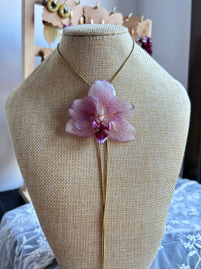 Phalaenopsis pink