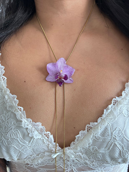 Phalaenopsis mini