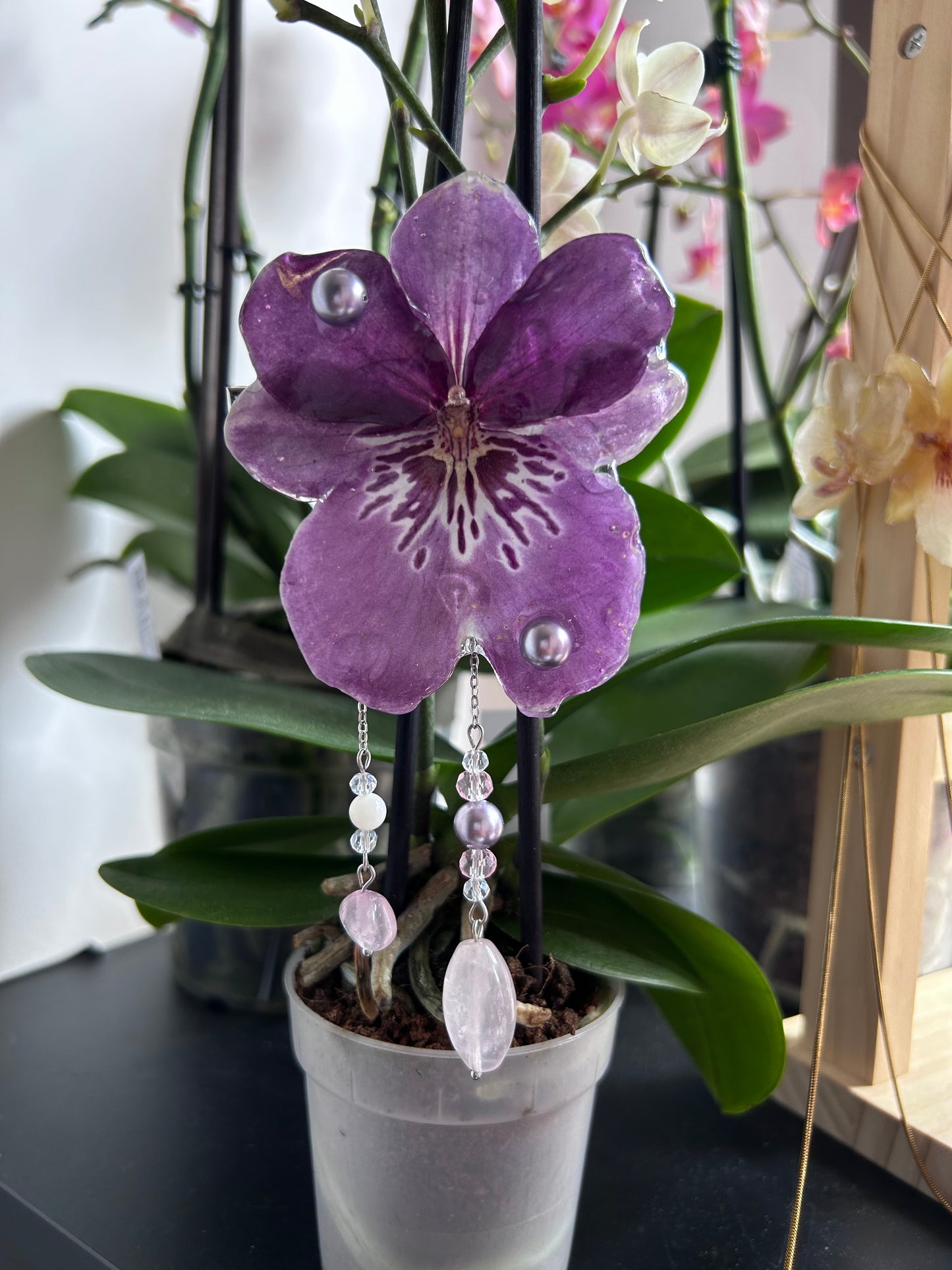 Hair clip Miltonia