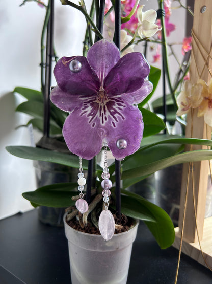 Hair clip Miltonia