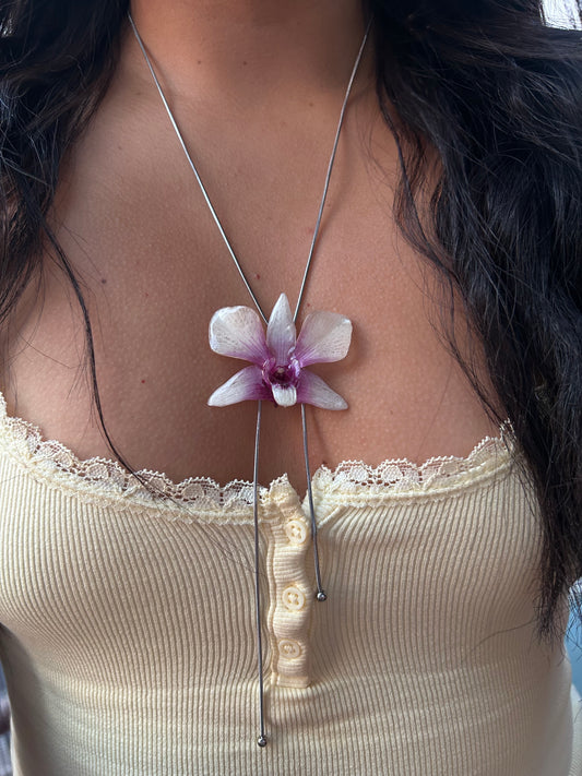 Orchid Dendrobium x phalaenopsis
