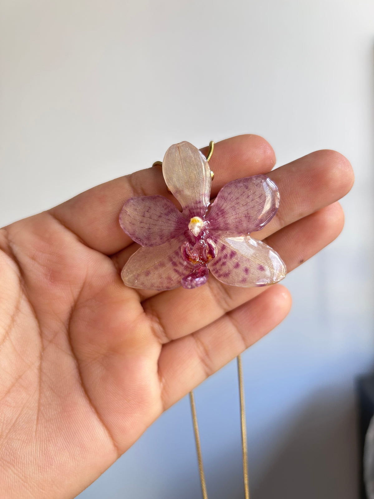 Orchid Grosseto