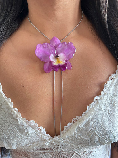 Cattleya de colección