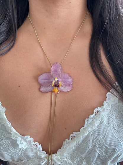 Phalaenopsis pink