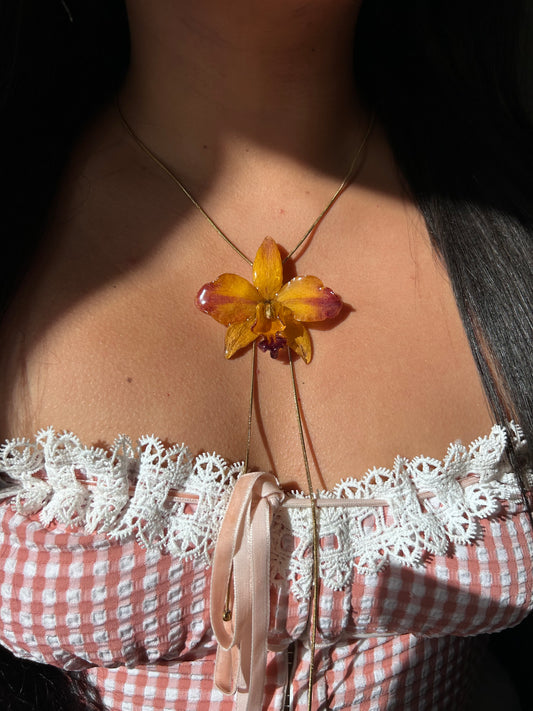 Orchid Cattleya Bello atardecer