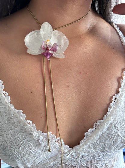 Grand Phalaenopsis white