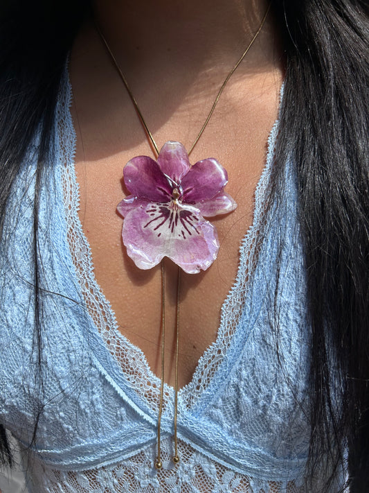 Orchid  Grand Miltonia