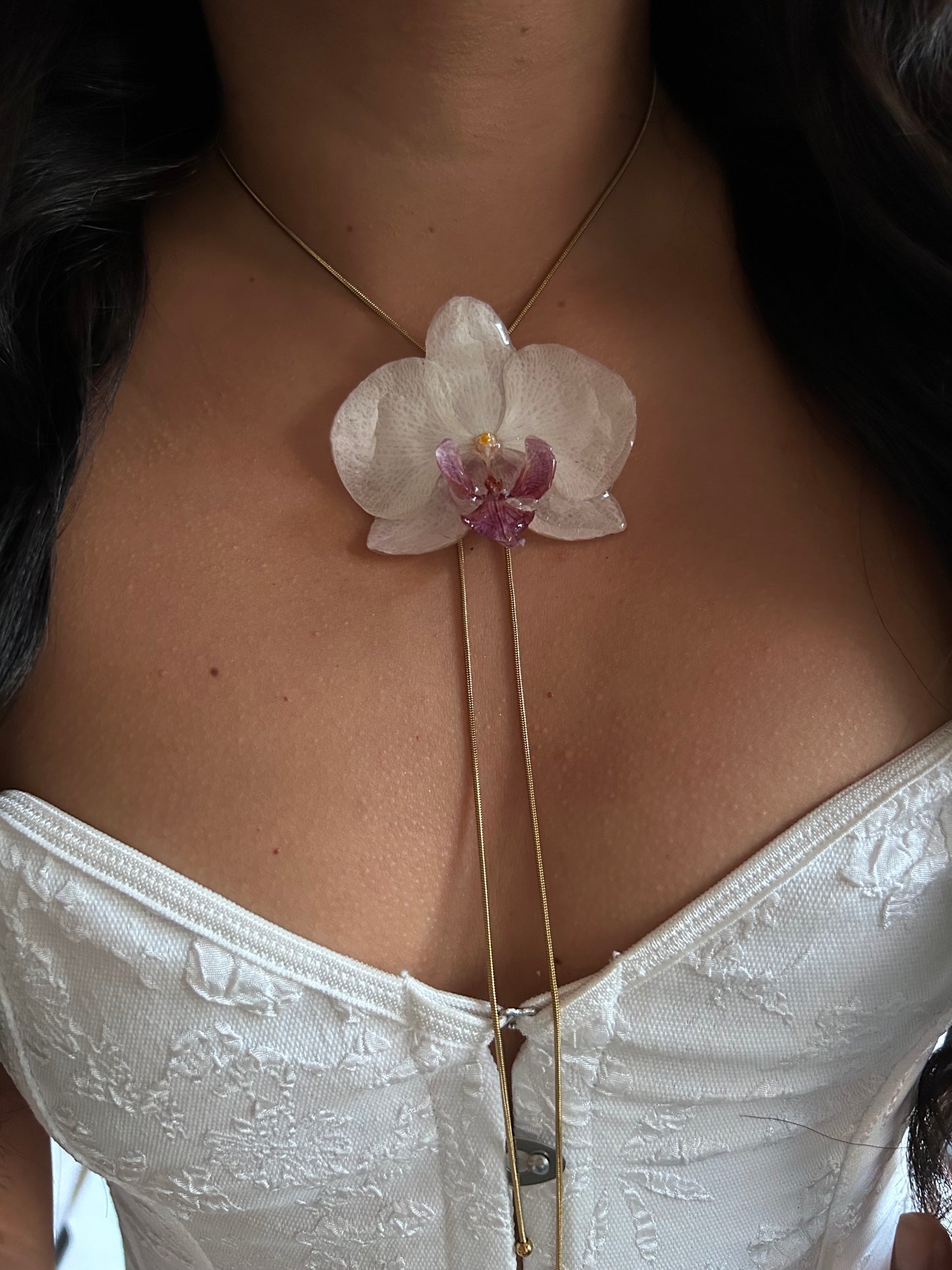 Gran Phalaenopsis white