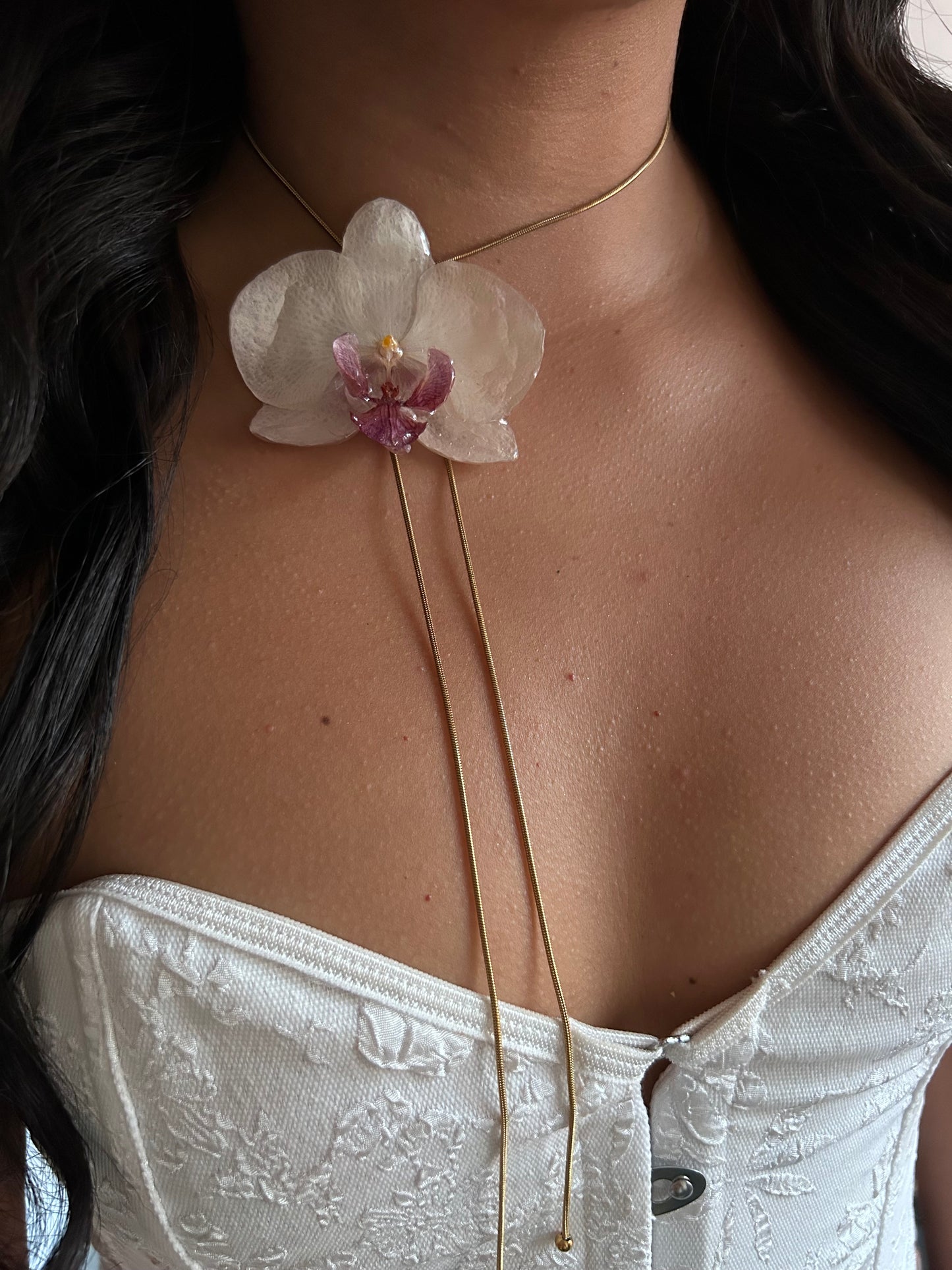 Gran Phalaenopsis white