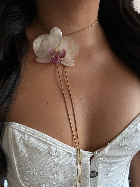 Gran Phalaenopsis white