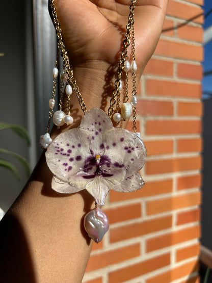Phalaenopsis Cascade