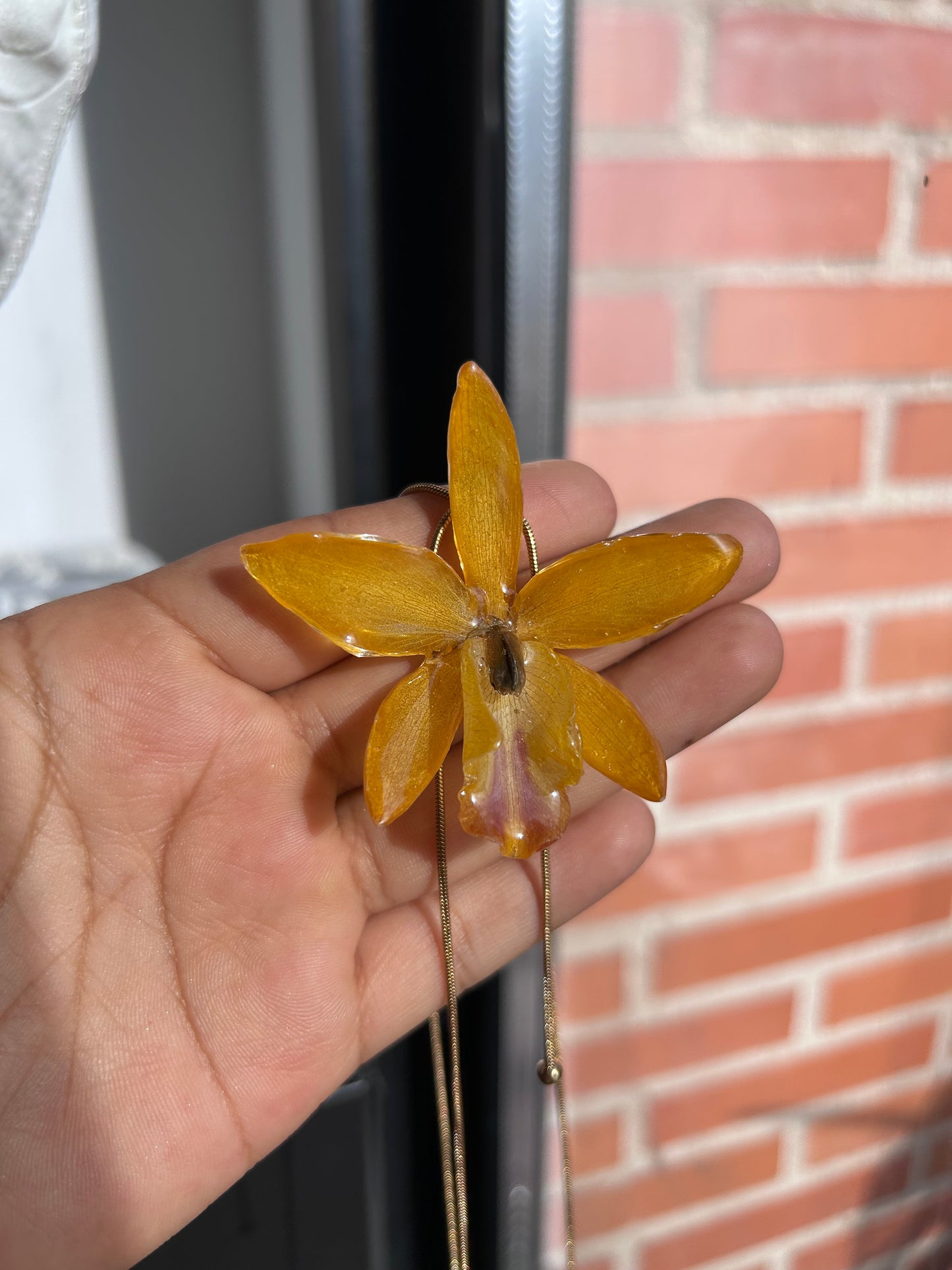 Cattleya wild yellow