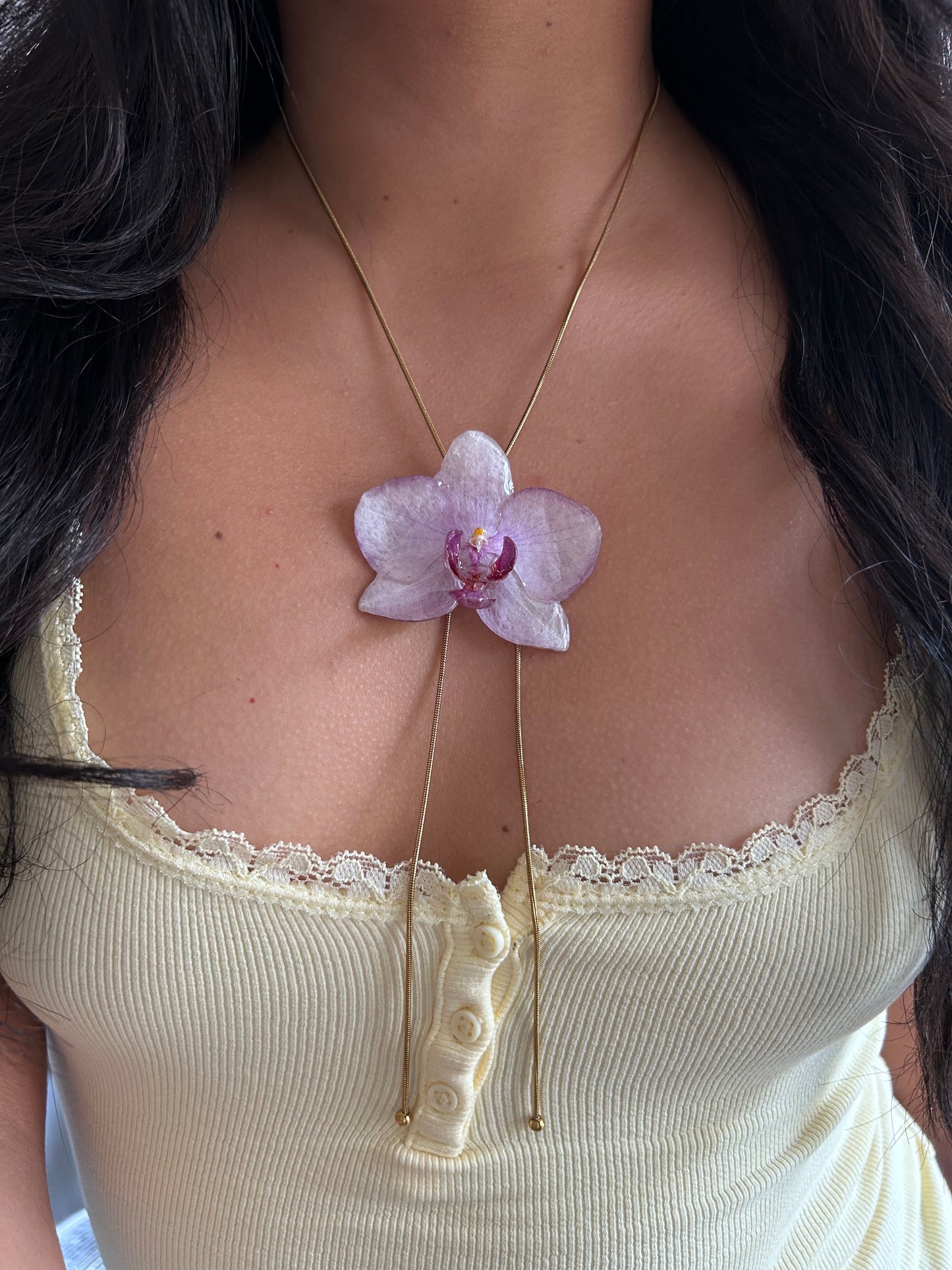 Phalaenopsis Kolibri