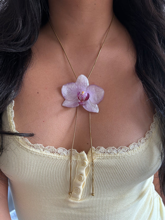 Phalaenopsis Kolibri