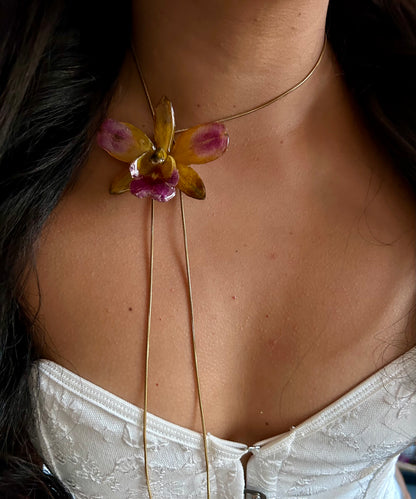 Cattleya