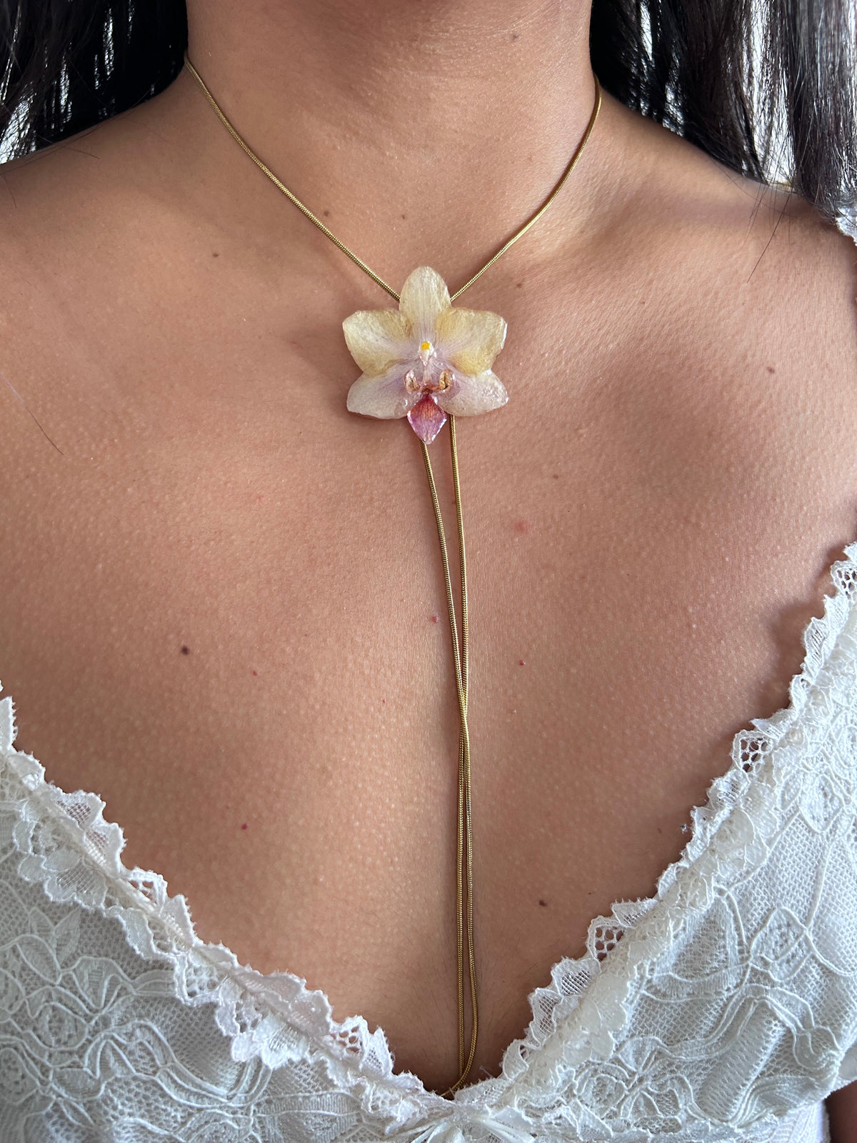 Mini phalaenopsis pastel
