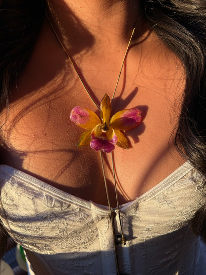 Cattleya