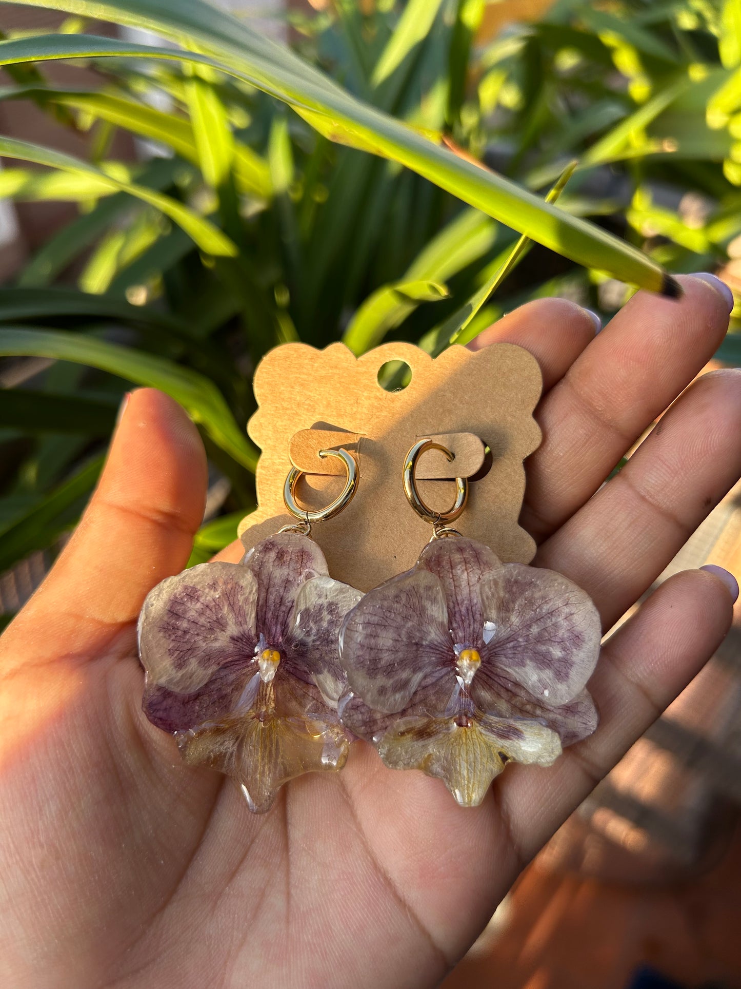Phalaenopsis mini moteada