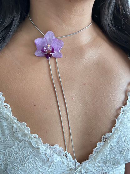 Phalaenopsis mini silver