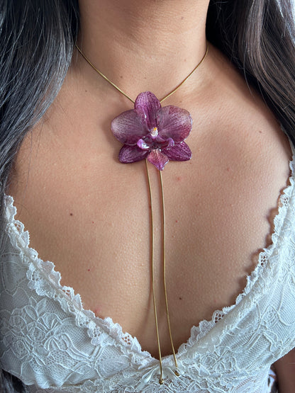 Phalaenopsis Malva