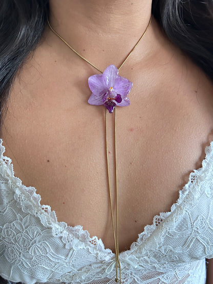 Phalaenopsis mini