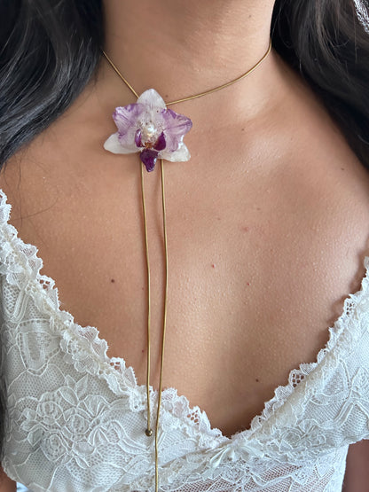 Phalaenopsis mini bicolor