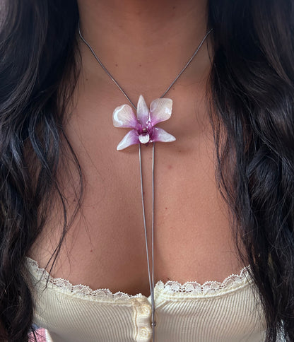 Orchid Dendrobium x phalaenopsis