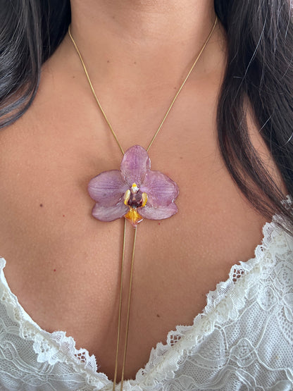 Phalaenopsis pink
