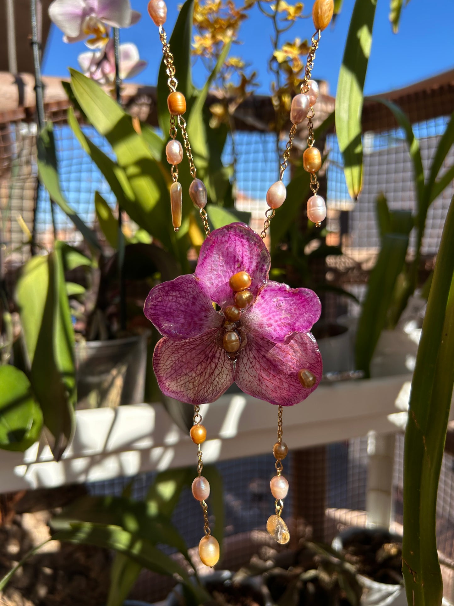 Vanda Imperial