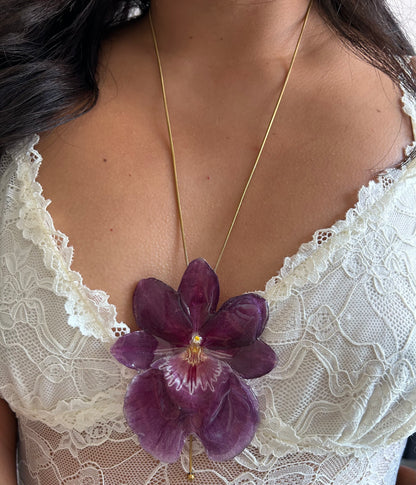 Gran Miltonia