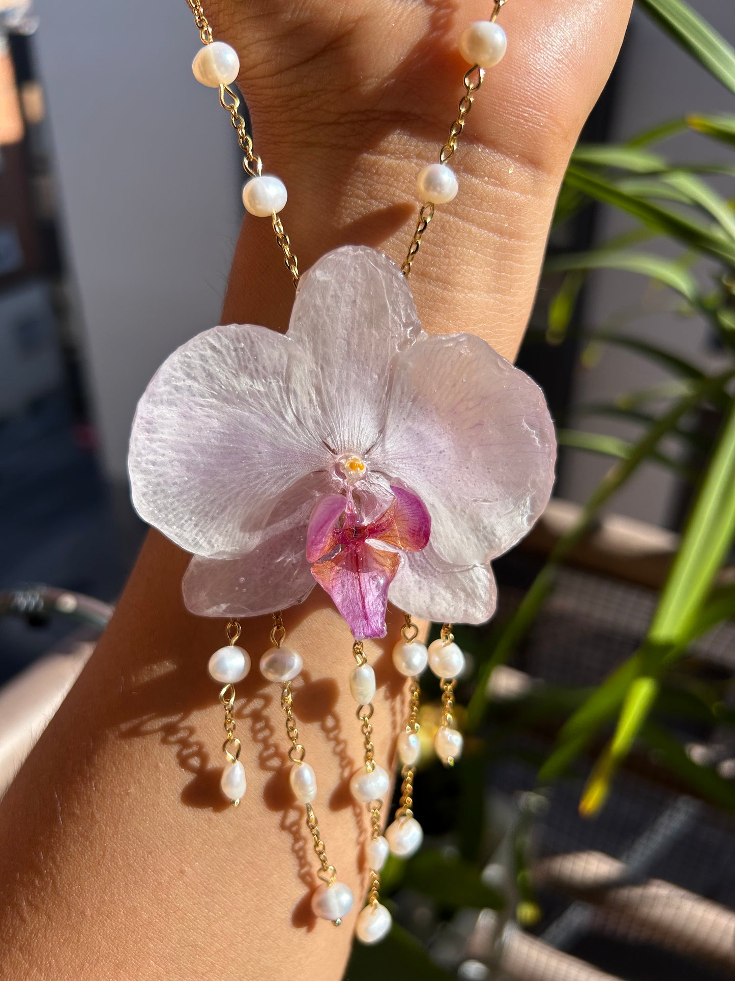 Grande Phalaenopsis Blanche