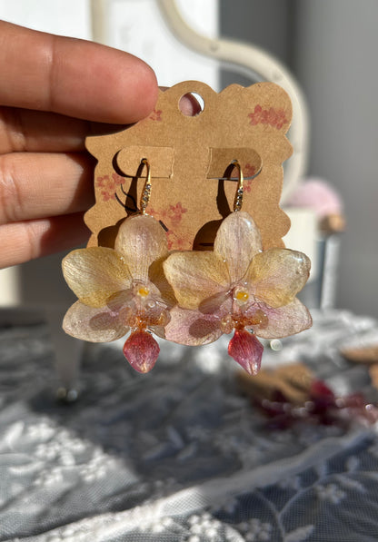 Mini phalaenopsis pastel