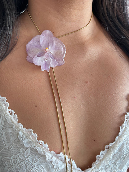 Phalaenopsis suave lila