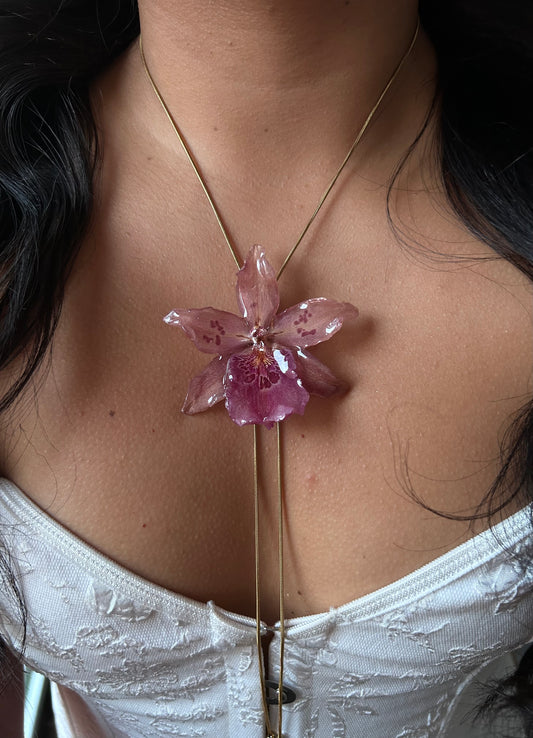 Orchid Beallara pink
