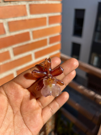 Caramel cambria orchid