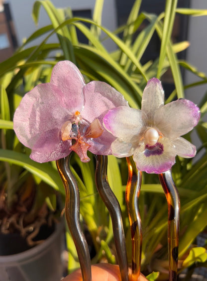 Pinza Phalaenopsis